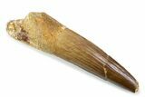 Fossil Spinosaurus Tooth - Real Fossil Tooth #373942-1